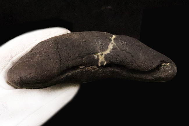 専用特注ケース付き！コレクションのど真ん中に据えていただきたい！18年の社史で最大級……420g超・極厚を誇る巨大メガロドン（Otodus megalodon）歯化石（その10）