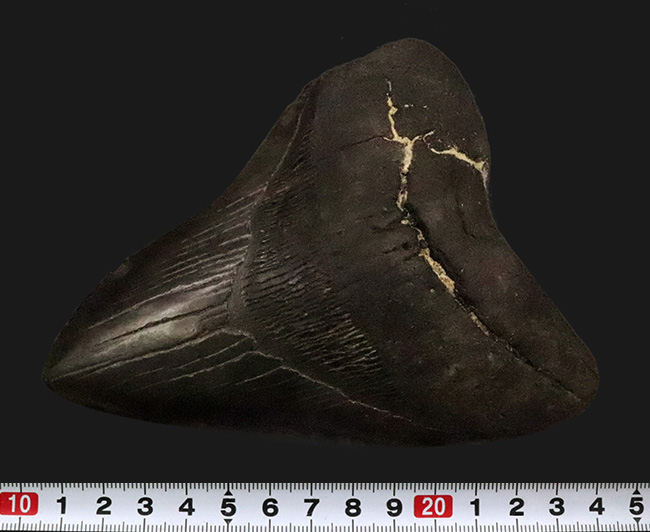 専用特注ケース付き！コレクションのど真ん中に据えていただきたい！18年の社史で最大級……420g超・極厚を誇る巨大メガロドン（Otodus megalodon）歯化石（その11）