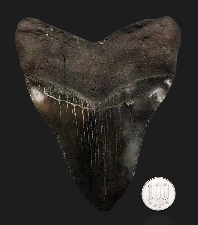 専用特注ケース付き！コレクションのど真ん中に据えていただきたい！18年の社史で最大級……420g超・極厚を誇る巨大メガロドン（Otodus megalodon）歯化石（その12）