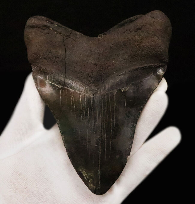 専用特注ケース付き！コレクションのど真ん中に据えていただきたい！18年の社史で最大級……420g超・極厚を誇る巨大メガロドン（Otodus megalodon）歯化石（その2）