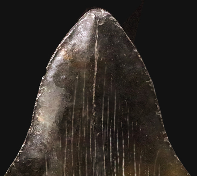 専用特注ケース付き！コレクションのど真ん中に据えていただきたい！18年の社史で最大級……420g超・極厚を誇る巨大メガロドン（Otodus megalodon）歯化石（その4）