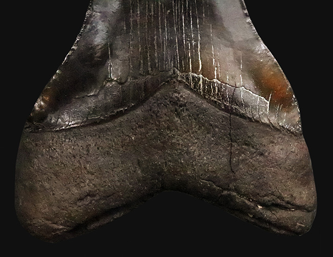 専用特注ケース付き！コレクションのど真ん中に据えていただきたい！18年の社史で最大級……420g超・極厚を誇る巨大メガロドン（Otodus megalodon）歯化石（その5）