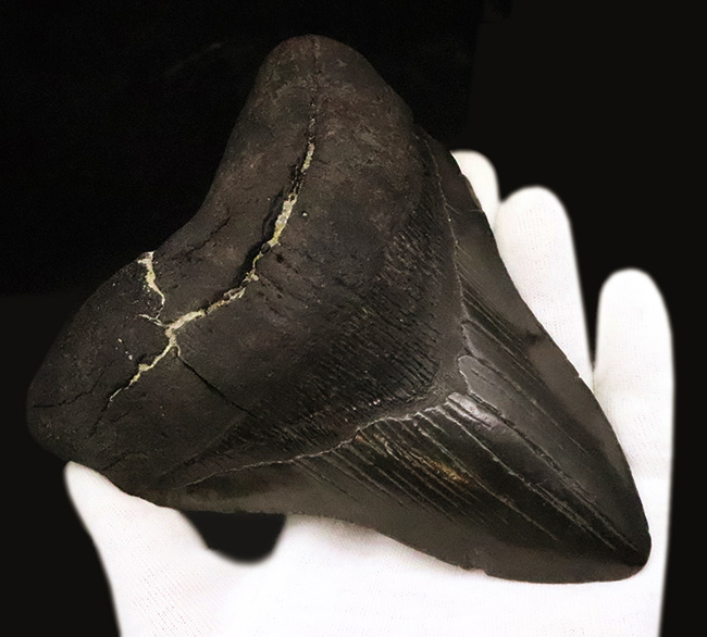 専用特注ケース付き！コレクションのど真ん中に据えていただきたい！18年の社史で最大級……420g超・極厚を誇る巨大メガロドン（Otodus megalodon）歯化石（その6）