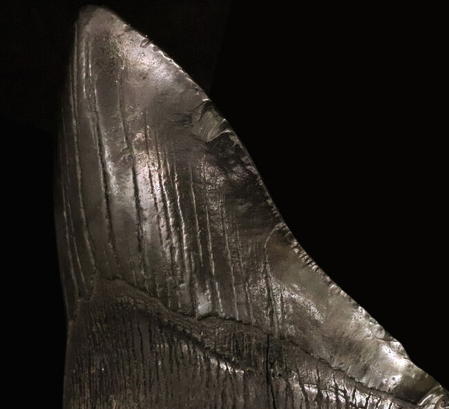 専用特注ケース付き！コレクションのど真ん中に据えていただきたい！18年の社史で最大級……420g超・極厚を誇る巨大メガロドン（Otodus megalodon）歯化石（その7）