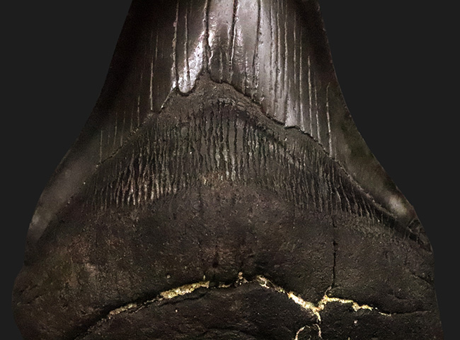 専用特注ケース付き！コレクションのど真ん中に据えていただきたい！18年の社史で最大級……420g超・極厚を誇る巨大メガロドン（Otodus megalodon）歯化石（その8）