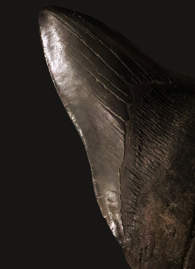 専用特注ケース付き！コレクションのど真ん中に据えていただきたい！18年の社史で最大級……420g超・極厚を誇る巨大メガロドン（Otodus megalodon）歯化石（その9）