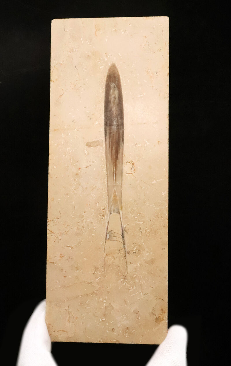 【上質・好保存状態！】絵画のように美しいベージュのマトリクスに収まった、極めて保存状態の良いベレムナイト「ヒボリテス（Hibolites）」の化石（その1）