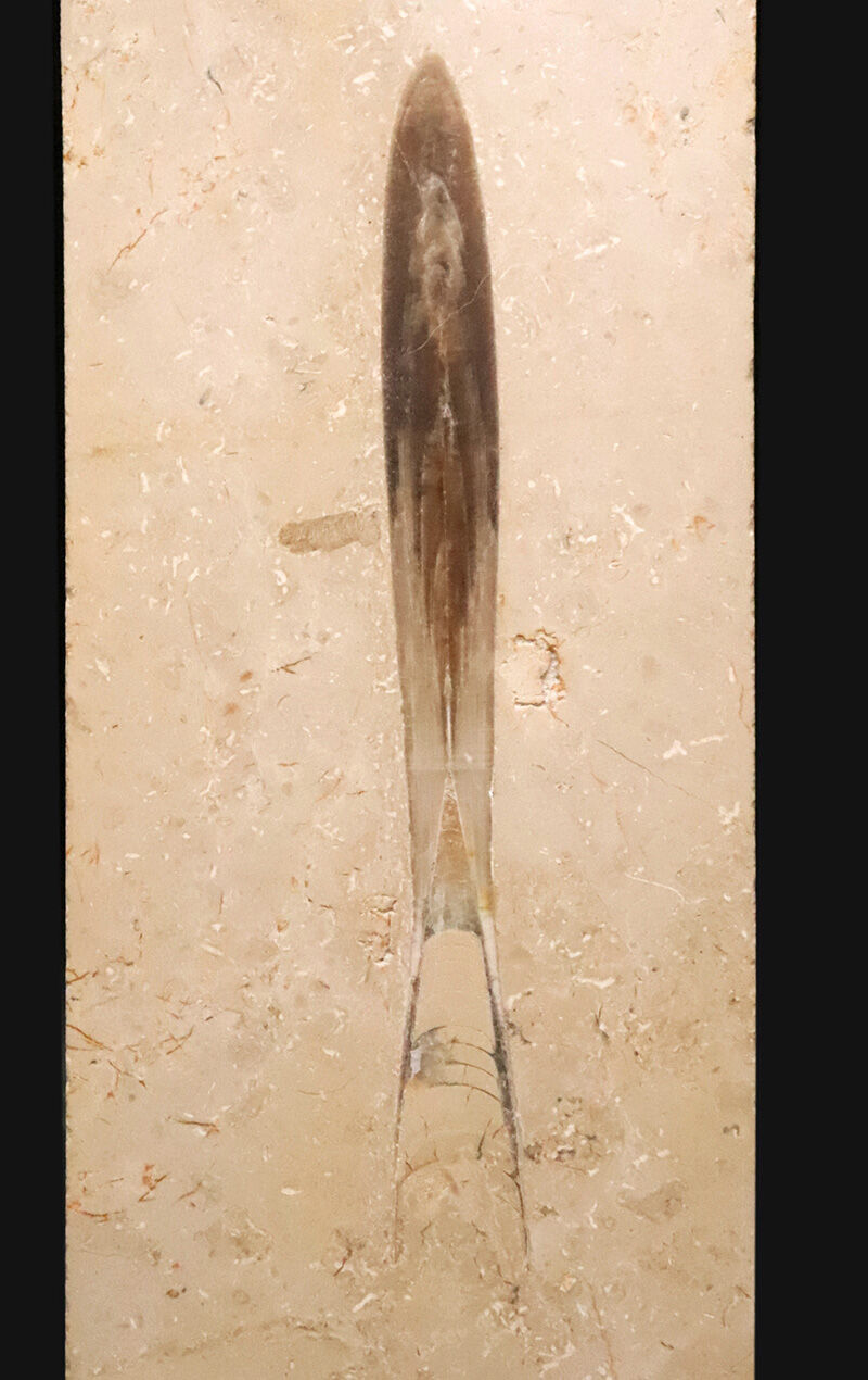 【上質・好保存状態！】絵画のように美しいベージュのマトリクスに収まった、極めて保存状態の良いベレムナイト「ヒボリテス（Hibolites）」の化石（その3）