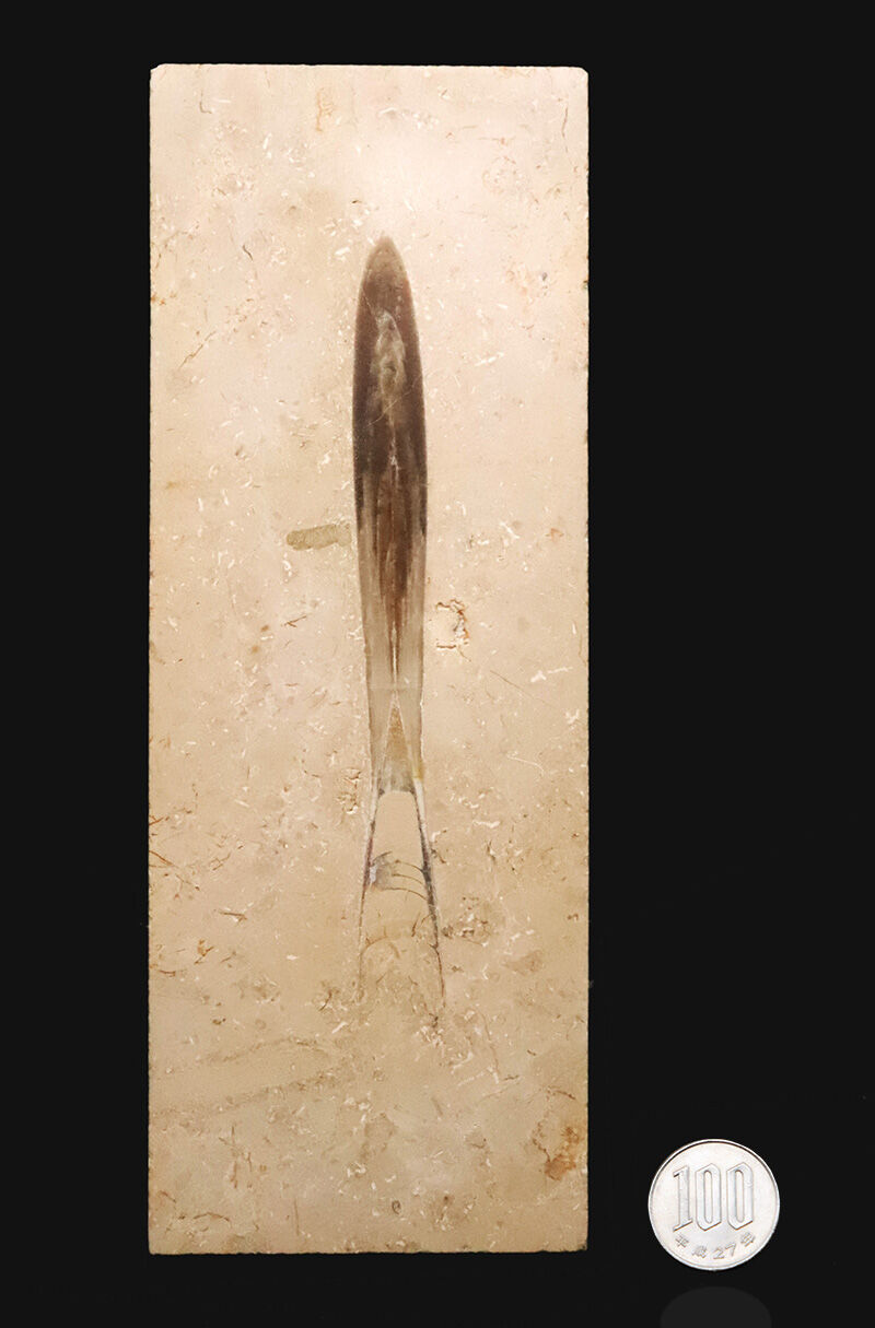 【上質・好保存状態！】絵画のように美しいベージュのマトリクスに収まった、極めて保存状態の良いベレムナイト「ヒボリテス（Hibolites）」の化石（その9）