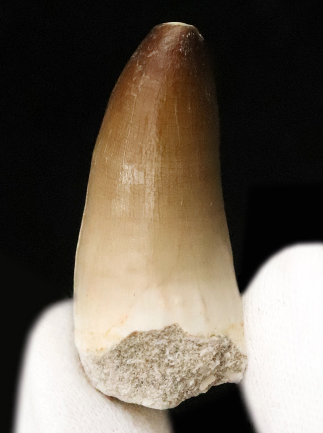 上質なエナメル質、源泉美品、モササウルス（Mosasaurus）の歯化石（その1）