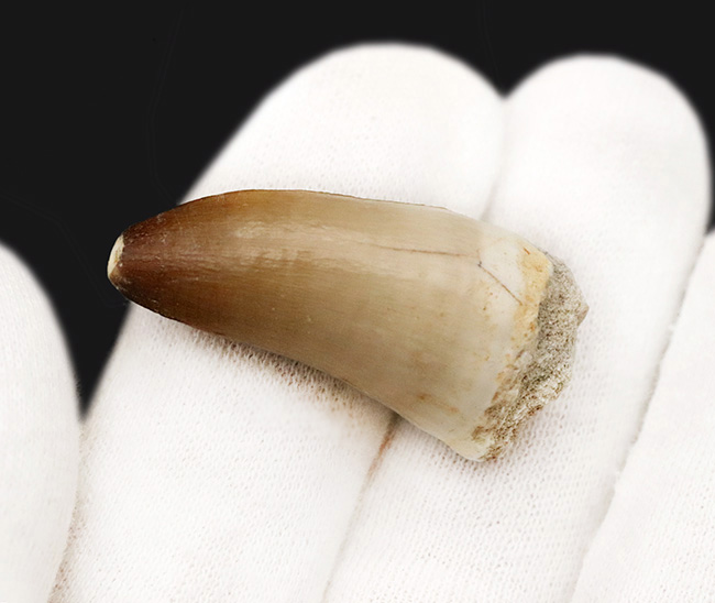 上質なエナメル質、源泉美品、モササウルス（Mosasaurus）の歯化石（その3）