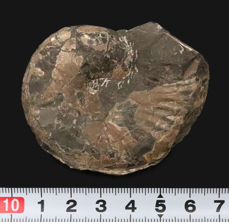 丸みと立体感が作り出す3Dフォルムがしっかりと残った、北海道産アンモナイト、フィロパキセラス（Phyllopachyceras）（その6）