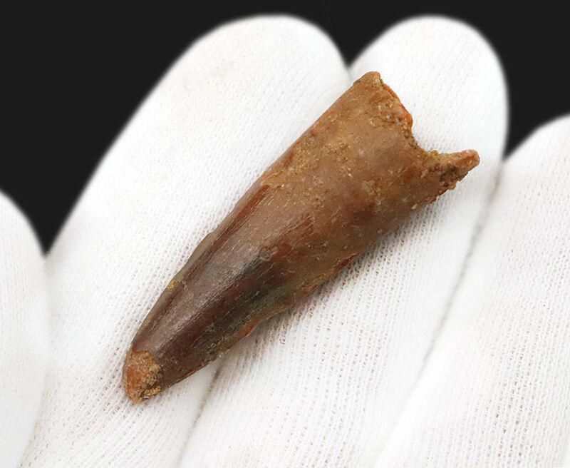 美しい濃褐色のエナメル質！魚を捕らえるために進化した独特の円錐形に注目！白亜紀の水辺に君臨した巨大肉食恐竜、スピノサウルス（Spinosaurus）の良形歯化石（その3）