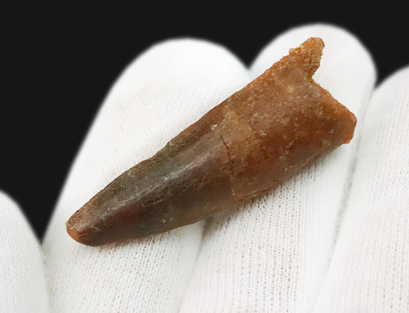 美しい濃褐色のエナメル質！魚を捕らえるために進化した独特の円錐形に注目！白亜紀の水辺に君臨した巨大肉食恐竜、スピノサウルス（Spinosaurus）の良形歯化石（その4）