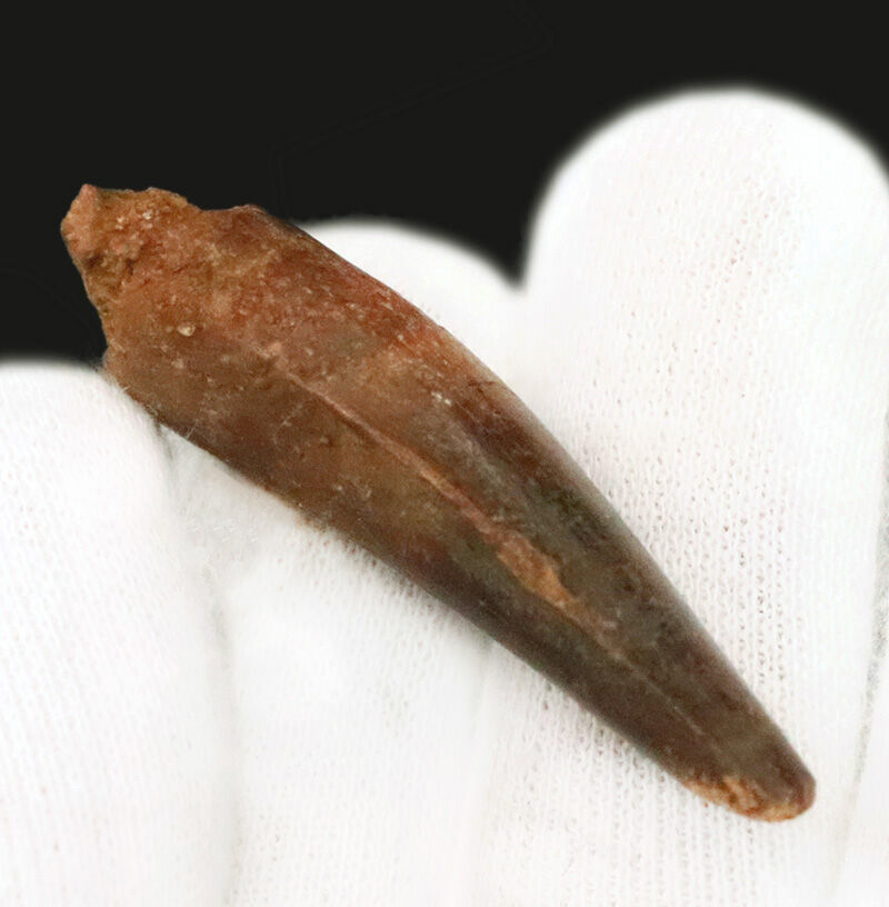 美しい濃褐色のエナメル質！魚を捕らえるために進化した独特の円錐形に注目！白亜紀の水辺に君臨した巨大肉食恐竜、スピノサウルス（Spinosaurus）の良形歯化石（その5）