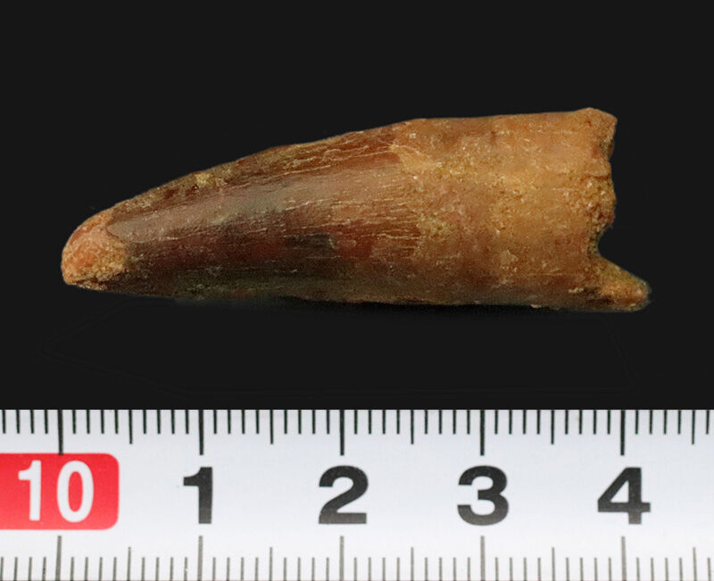 美しい濃褐色のエナメル質！魚を捕らえるために進化した独特の円錐形に注目！白亜紀の水辺に君臨した巨大肉食恐竜、スピノサウルス（Spinosaurus）の良形歯化石（その8）
