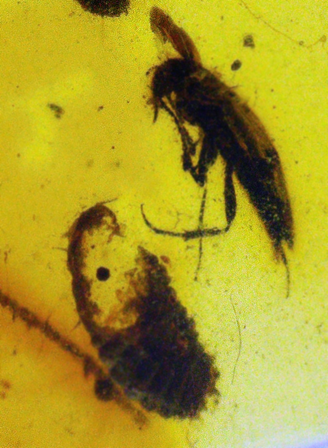 白亜紀の琥珀…透明度があり、内容物も豊富、虫や丸い特徴的な植物片も含まれた、見所の多いバーマイト（Burmite）（その1）