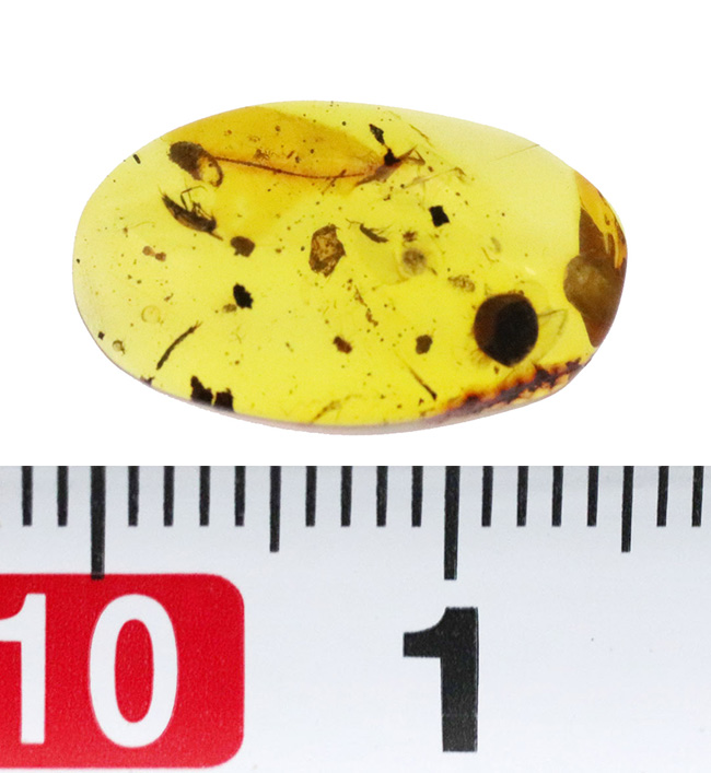 白亜紀の琥珀…透明度があり、内容物も豊富、虫や丸い特徴的な植物片も含まれた、見所の多いバーマイト（Burmite）（その10）