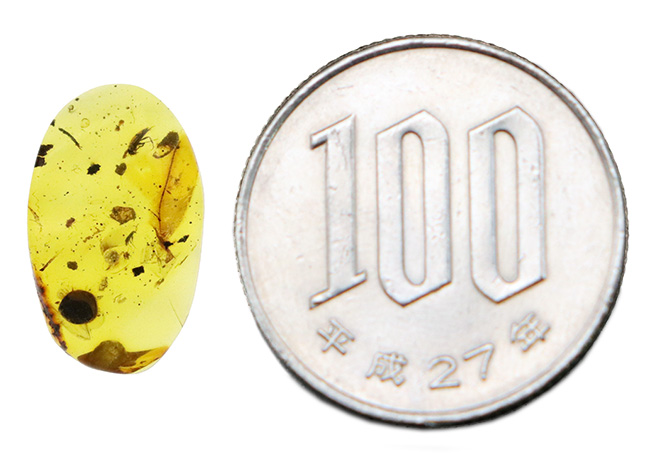 白亜紀の琥珀…透明度があり、内容物も豊富、虫や丸い特徴的な植物片も含まれた、見所の多いバーマイト（Burmite）（その11）
