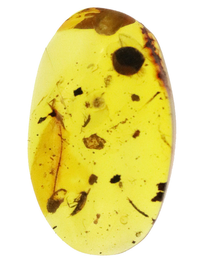 白亜紀の琥珀…透明度があり、内容物も豊富、虫や丸い特徴的な植物片も含まれた、見所の多いバーマイト（Burmite）（その2）