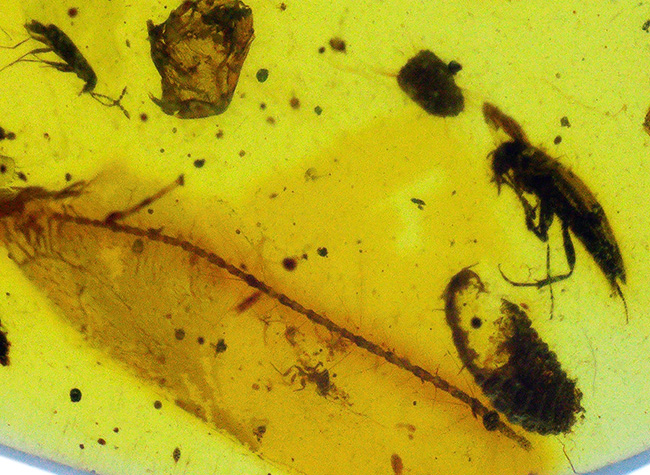 白亜紀の琥珀…透明度があり、内容物も豊富、虫や丸い特徴的な植物片も含まれた、見所の多いバーマイト（Burmite）（その3）