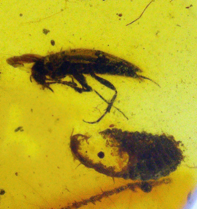 白亜紀の琥珀…透明度があり、内容物も豊富、虫や丸い特徴的な植物片も含まれた、見所の多いバーマイト（Burmite）（その4）