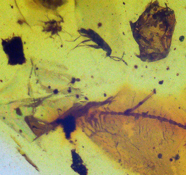 白亜紀の琥珀…透明度があり、内容物も豊富、虫や丸い特徴的な植物片も含まれた、見所の多いバーマイト（Burmite）（その5）