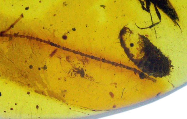 白亜紀の琥珀…透明度があり、内容物も豊富、虫や丸い特徴的な植物片も含まれた、見所の多いバーマイト（Burmite）（その6）