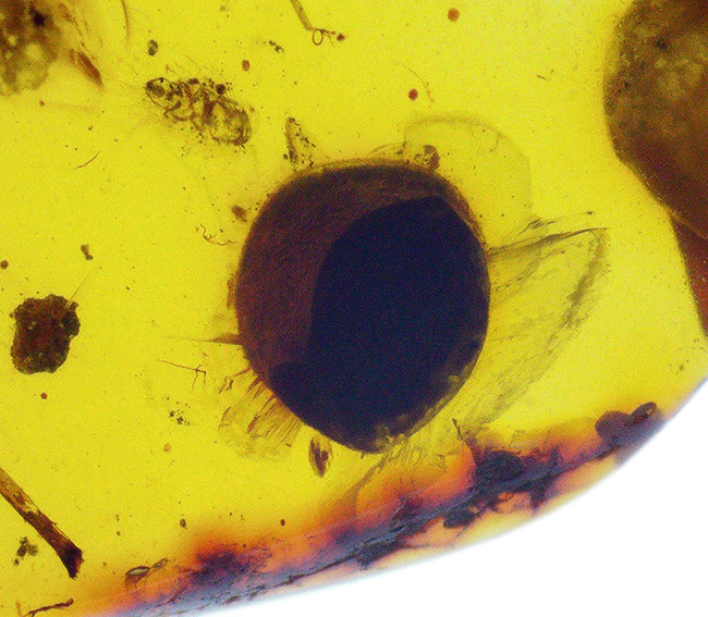 白亜紀の琥珀…透明度があり、内容物も豊富、虫や丸い特徴的な植物片も含まれた、見所の多いバーマイト（Burmite）（その7）
