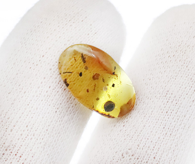 白亜紀の琥珀…透明度があり、内容物も豊富、虫や丸い特徴的な植物片も含まれた、見所の多いバーマイト（Burmite）（その8）