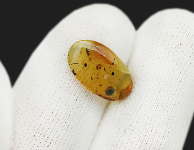 白亜紀の琥珀…透明度があり、内容物も豊富、虫や丸い特徴的な植物片も含まれた、見所の多いバーマイト（Burmite）（その9）