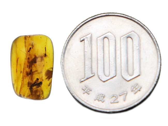複数の羽虫が一箇所に集結!ミャンマー産の、約1億年前の琥珀、バーマイト(Burmite)(その8)