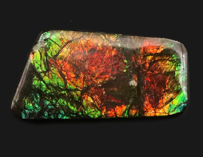 非常に深みのあるオレンジとグリーンが織りなす、生物起源の宝石「アンモライト(Ammolite)」のピース(その1)