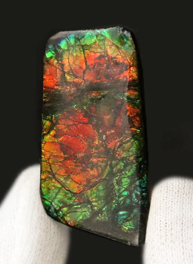 非常に深みのあるオレンジとグリーンが織りなす、生物起源の宝石「アンモライト(Ammolite)」のピース(その2)