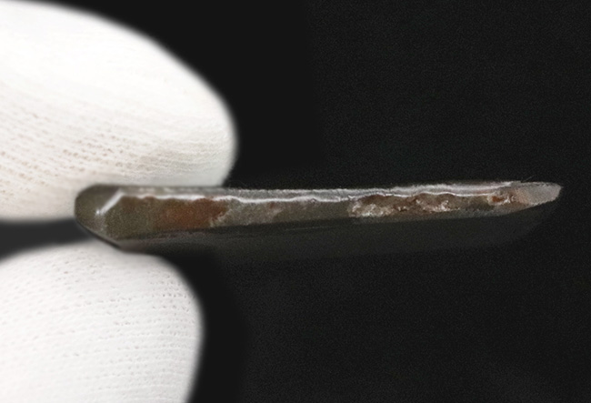 非常に深みのあるオレンジとグリーンが織りなす、生物起源の宝石「アンモライト(Ammolite)」のピース(その7)