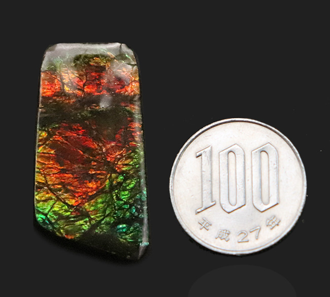 非常に深みのあるオレンジとグリーンが織りなす、生物起源の宝石「アンモライト(Ammolite)」のピース(その9)