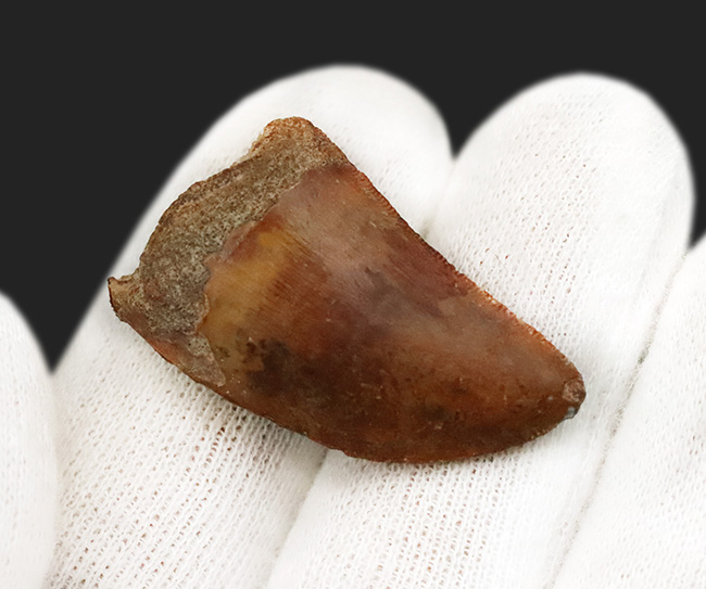 美品!約1億年前の、北アフリカの雄、食物連鎖の頂点に君臨していた、カルカロドントサウルス(Carcharodontosaurus)の上質の歯化石(その2)
