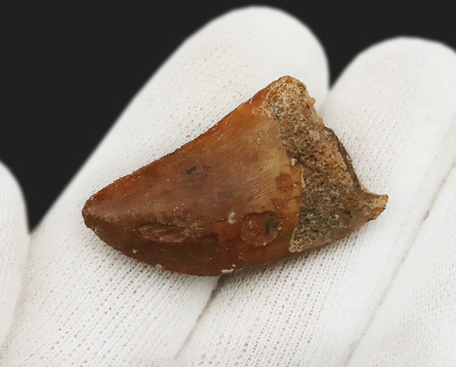 美品!約1億年前の、北アフリカの雄、食物連鎖の頂点に君臨していた、カルカロドントサウルス(Carcharodontosaurus)の上質の歯化石(その3)