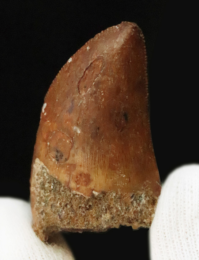 美品!約1億年前の、北アフリカの雄、食物連鎖の頂点に君臨していた、カルカロドントサウルス(Carcharodontosaurus)の上質の歯化石(その4)