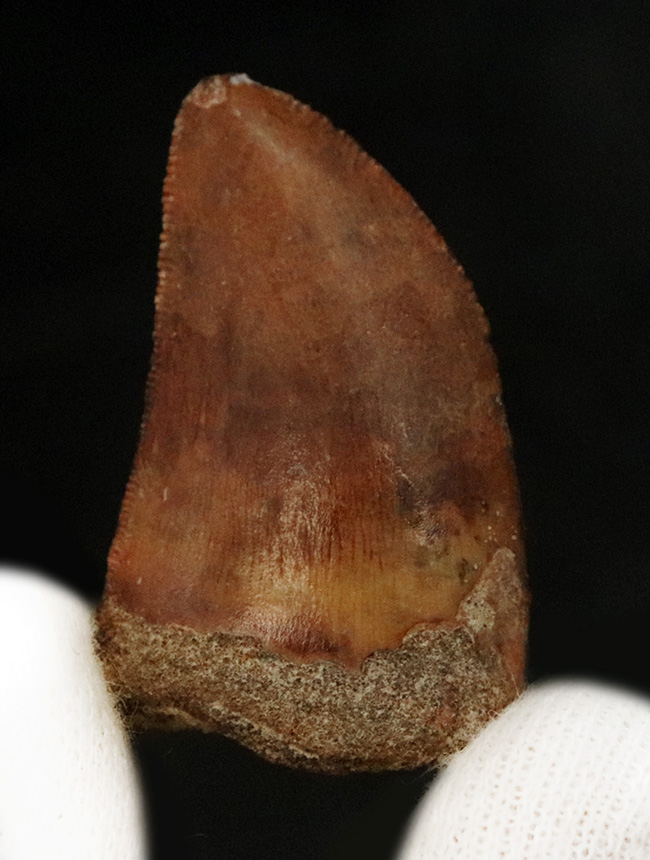 美品!約1億年前の、北アフリカの雄、食物連鎖の頂点に君臨していた、カルカロドントサウルス(Carcharodontosaurus)の上質の歯化石(その5)