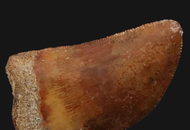 美品!約1億年前の、北アフリカの雄、食物連鎖の頂点に君臨していた、カルカロドントサウルス(Carcharodontosaurus)の上質の歯化石(その6)