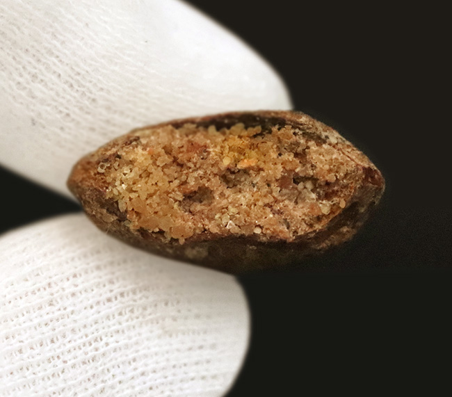 美品!約1億年前の、北アフリカの雄、食物連鎖の頂点に君臨していた、カルカロドントサウルス(Carcharodontosaurus)の上質の歯化石(その7)