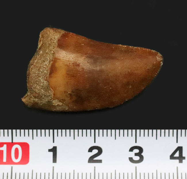 美品!約1億年前の、北アフリカの雄、食物連鎖の頂点に君臨していた、カルカロドントサウルス(Carcharodontosaurus)の上質の歯化石(その8)