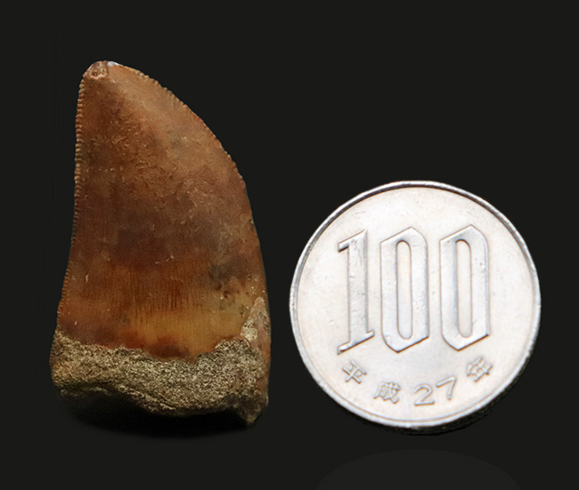 カルカロドントサウルスCarcharodontosaurusの歯 化石 約5cm