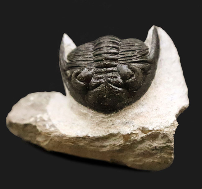 上質品！ハイレベルなクリーニングが施された、モロッコ産三葉虫ホラルドプス（Hollardops）（その1）