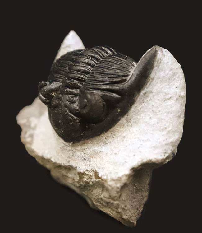 上質品！ハイレベルなクリーニングが施された、モロッコ産三葉虫ホラルドプス（Hollardops）（その10）