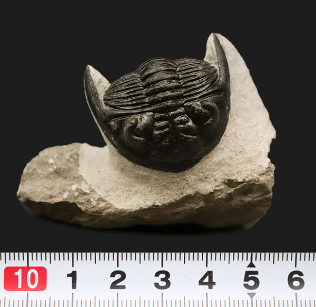 上質品！ハイレベルなクリーニングが施された、モロッコ産三葉虫ホラルドプス（Hollardops）（その11）