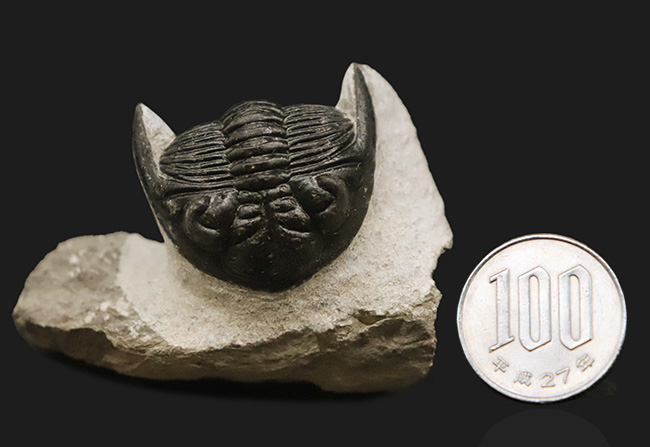 上質品！ハイレベルなクリーニングが施された、モロッコ産三葉虫ホラルドプス（Hollardops）（その12）