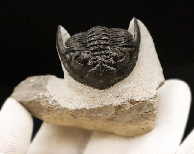 上質品！ハイレベルなクリーニングが施された、モロッコ産三葉虫ホラルドプス（Hollardops）（その3）