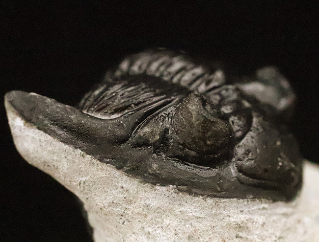 上質品！ハイレベルなクリーニングが施された、モロッコ産三葉虫ホラルドプス（Hollardops）（その4）